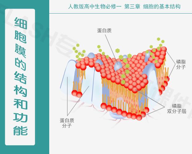 人教版高中生物必修一第三章细胞的基本结构《细胞膜的结构和功能》flash教学课件